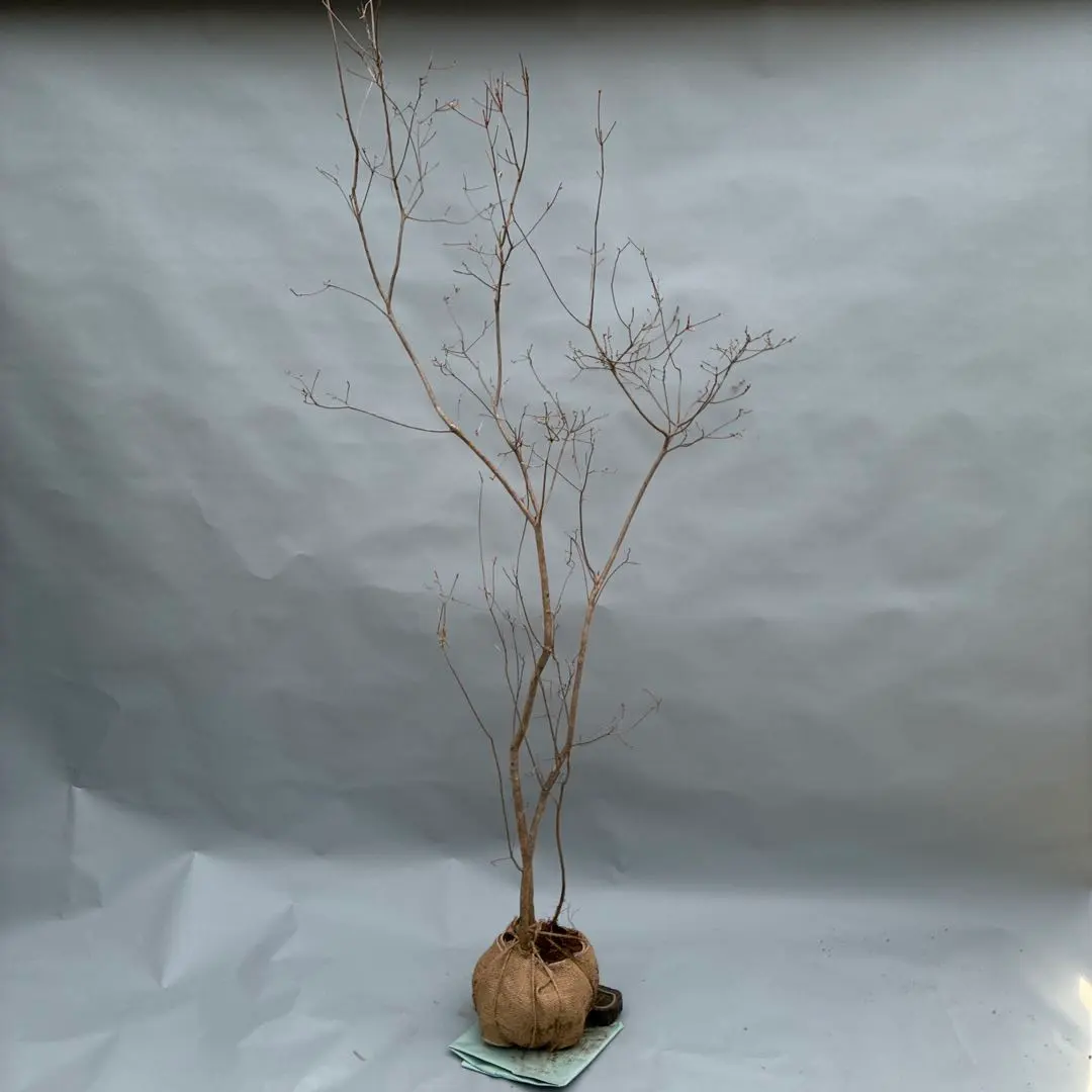 2026年最新】山採り ミツバツツジの人気アイテム - メルカリ