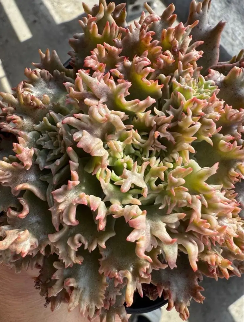 2026年最新】スターファイアー 多肉の人気アイテム - メルカリ