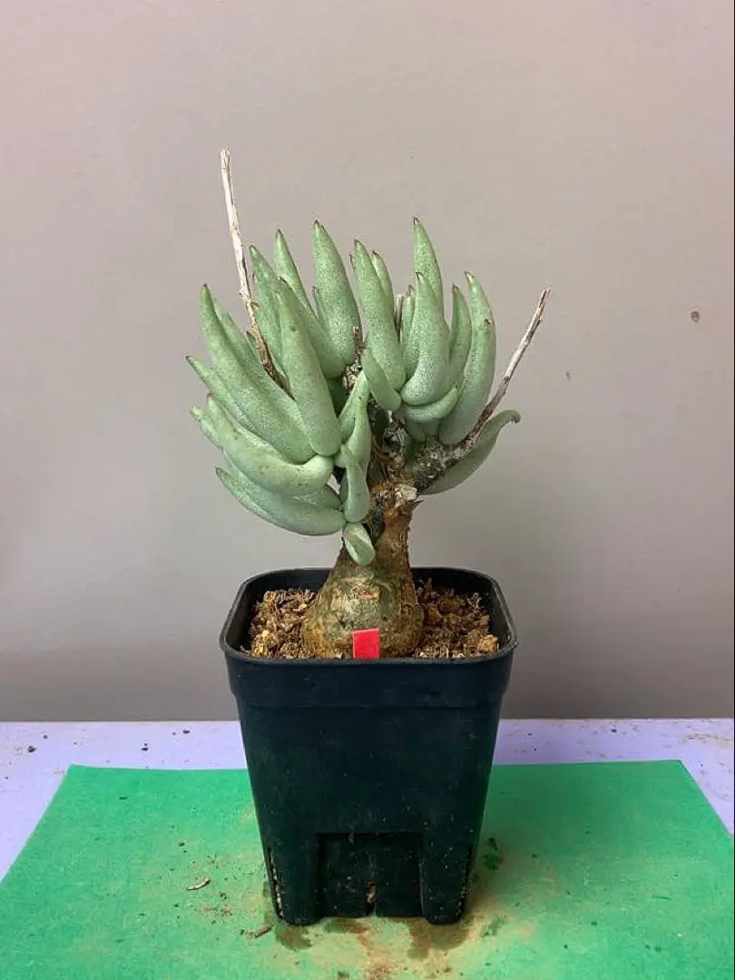 2026年最新】チレコドン ペアルソニーの人気アイテム - メルカリ