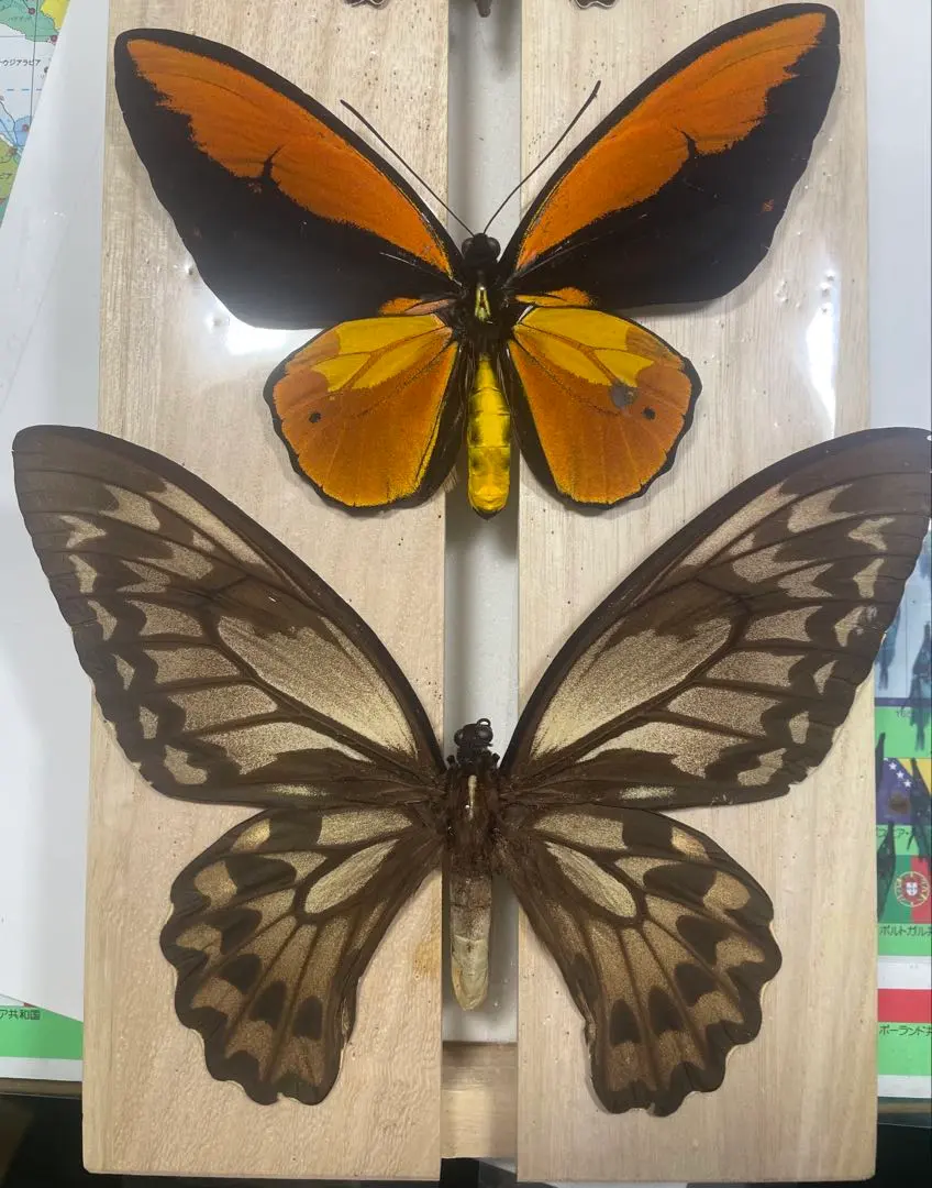 2026年最新】トリバネアゲハ 標本の人気アイテム - メルカリ