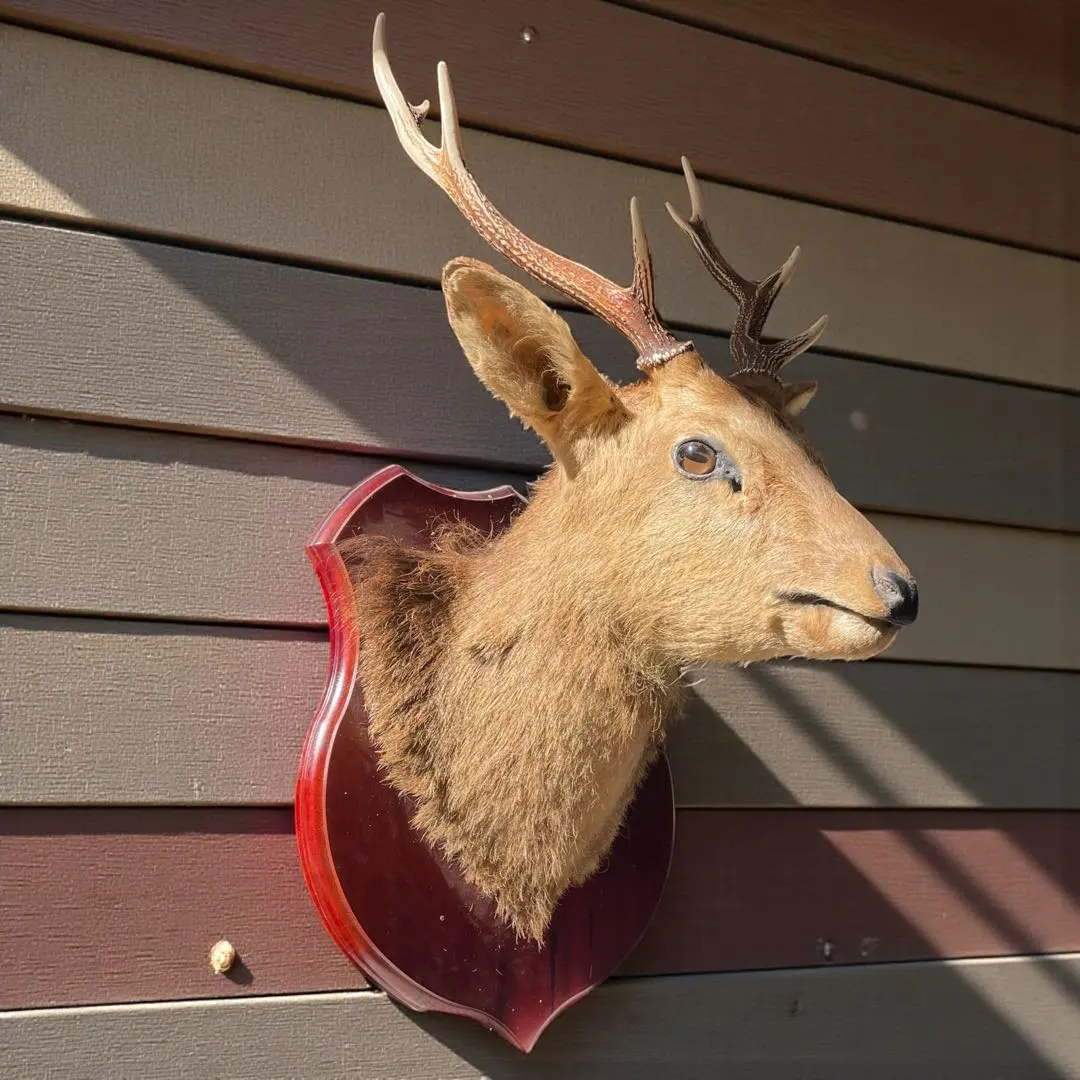 2026年最新】鹿剥製の人気アイテム - メルカリ
