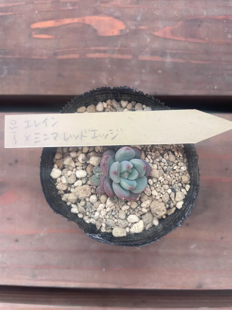 2026年最新】タネから多肉 ミソップさん苗の人気アイテム - メルカリ