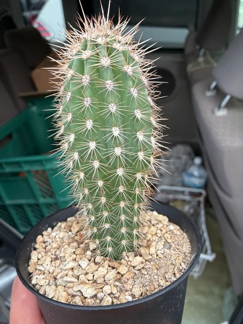 2026年最新】武倫柱の人気アイテム - メルカリ