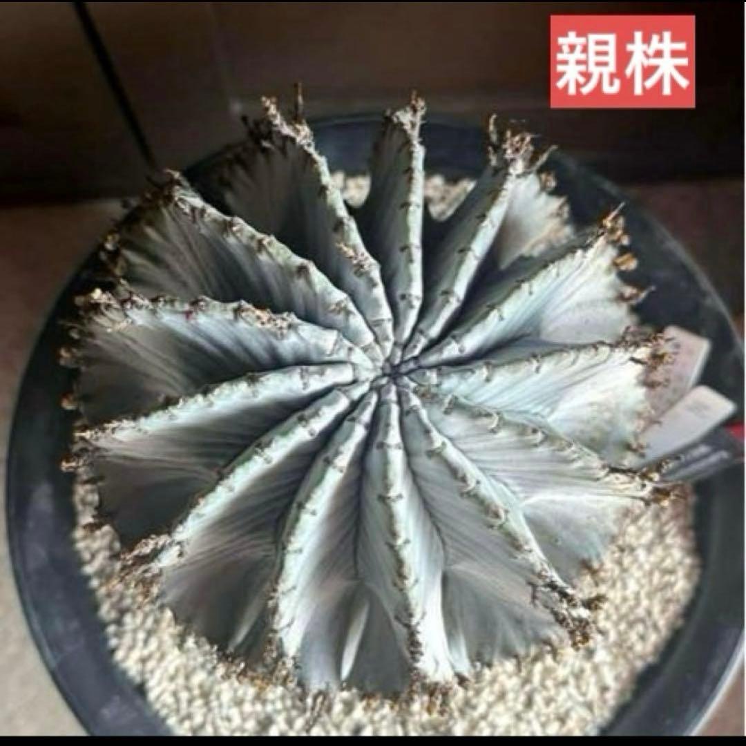 佐*太様 ユーフォルビアホリダ 勝岡アルバ 純血統 極上 雌株 カキ子SSSラン