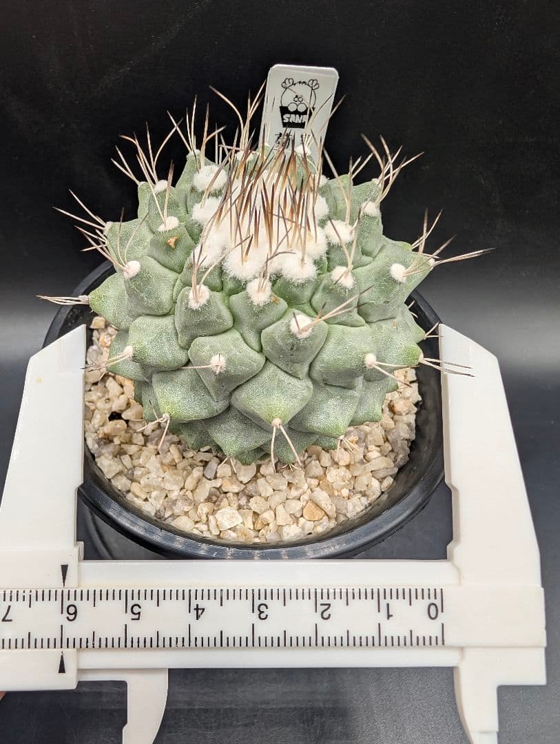 み*ん様 B 菊水 大型タイプ 実生 鉢植え メルカリ便送料込み