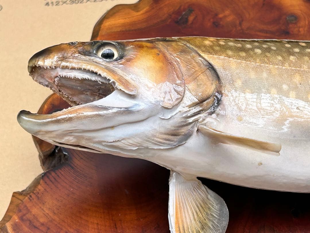 ITO.CRAFT イワナ剥製