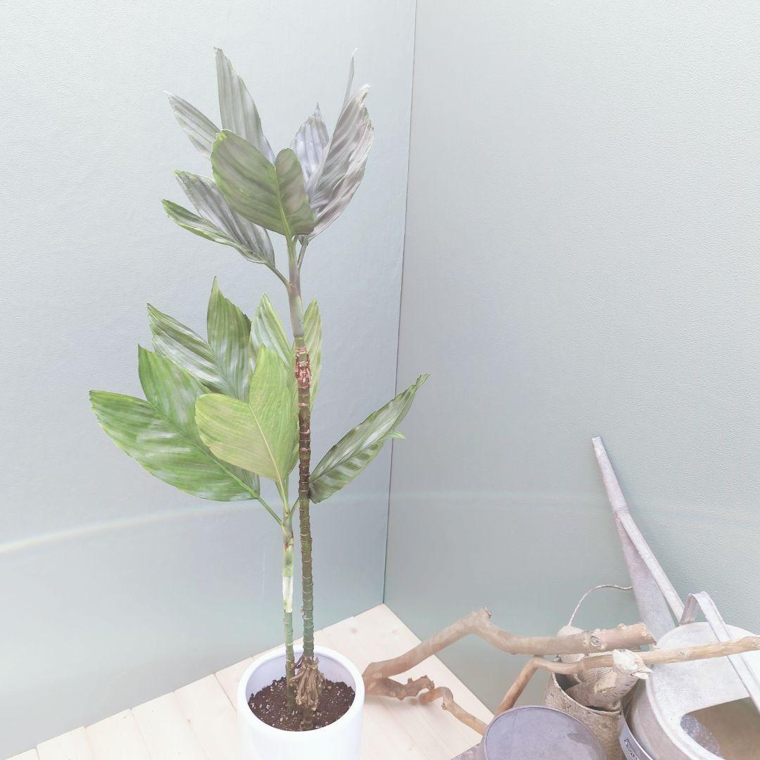 トウマ (ヤシ科)チャメドレア テネラ 現品 おしゃれ