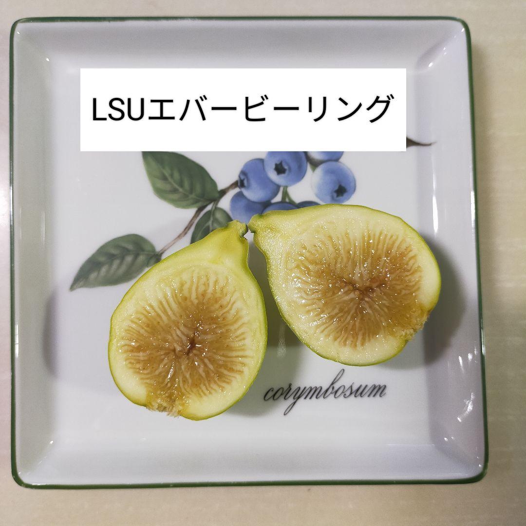 訳ありイチジク苗 LSUエバービーリング② - メルカリ