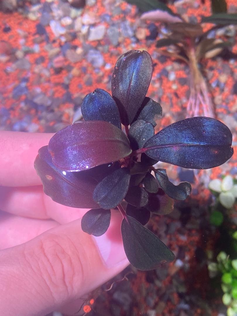 藤*鷹様 ブセファランドラ モンスターキング 群生株 - メルカリ