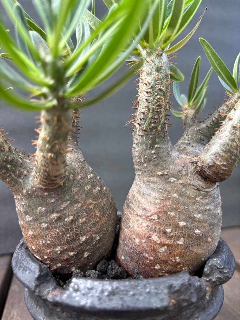 パキポディウム グラキリス (二頭)発根済み