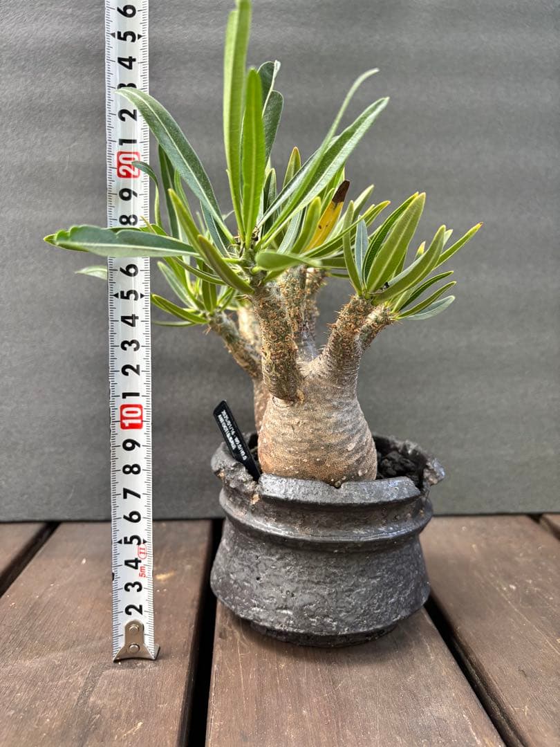 パキポディウム グラキリス (二頭)発根済み