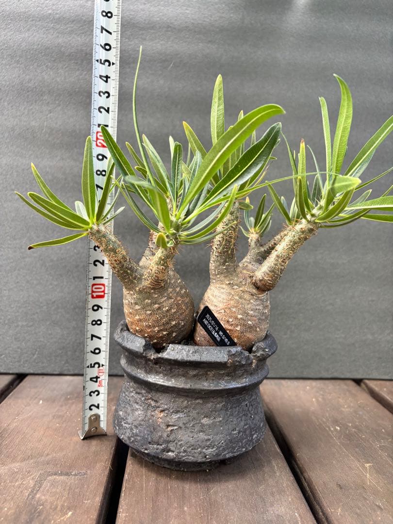 パキポディウム グラキリス (二頭)発根済み