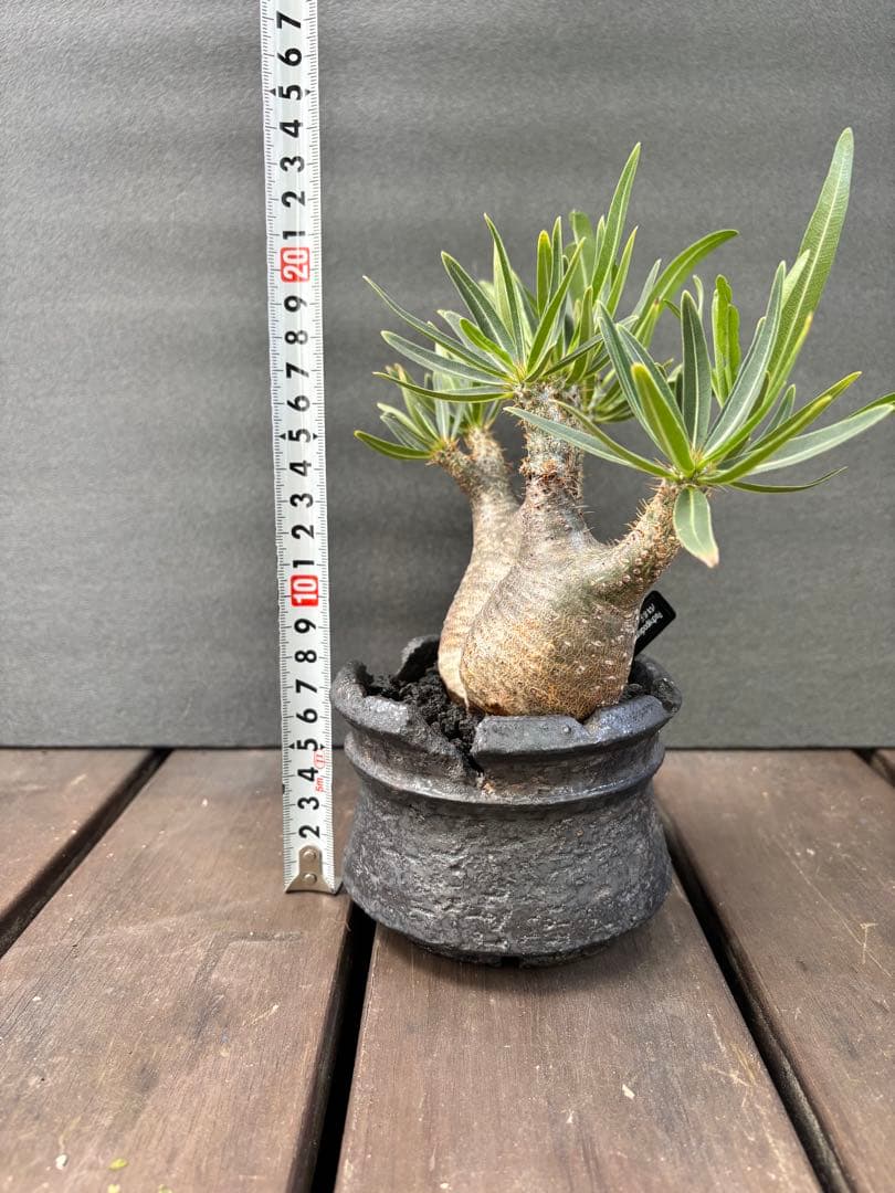 パキポディウム グラキリス (二頭)発根済み