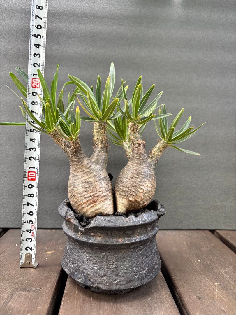 パキポディウム グラキリス (二頭)発根済み