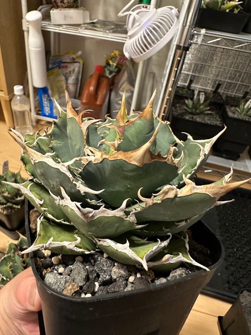 アガベ 白鷹 ホワイトホーク - メルカリ