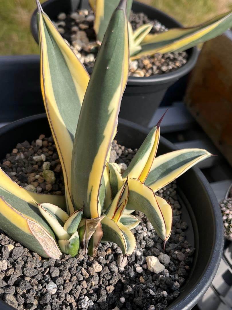 天照太御神　ospグレートホワイトシャーク2鉢