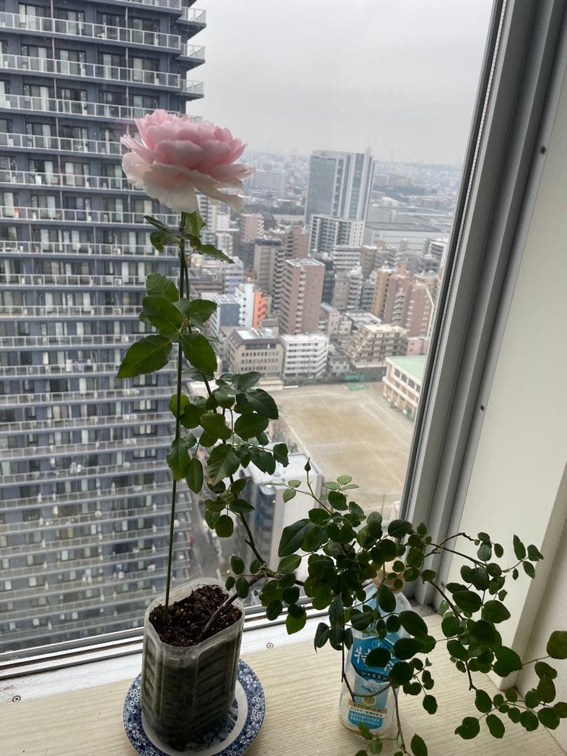 セール❣️激レア！ラスト！蕾付き❣️超強健強香！いつも心を揺さぶられる美しい和バラ苗