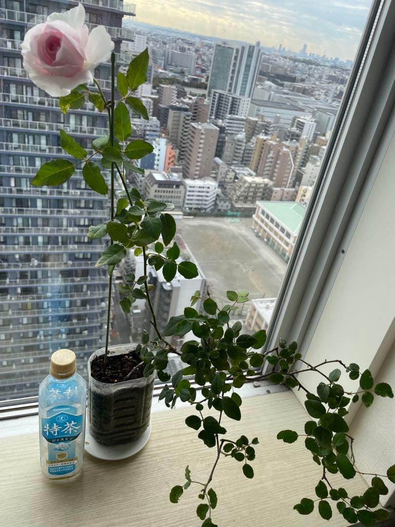 セール❣️激レア！ラスト！蕾付き❣️超強健強香！いつも心を揺さぶられる美しい和バラ苗