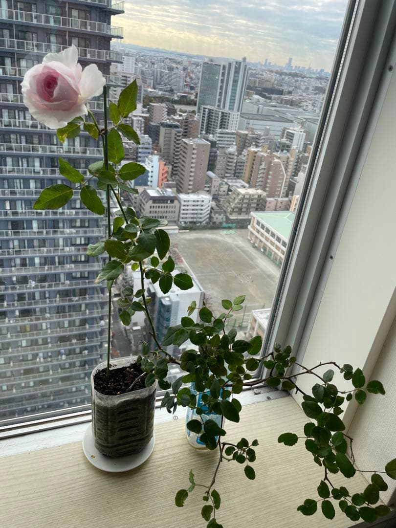 セール❣️激レア！ラスト！蕾付き❣️超強健強香！いつも心を揺さぶられる美しい和バラ苗