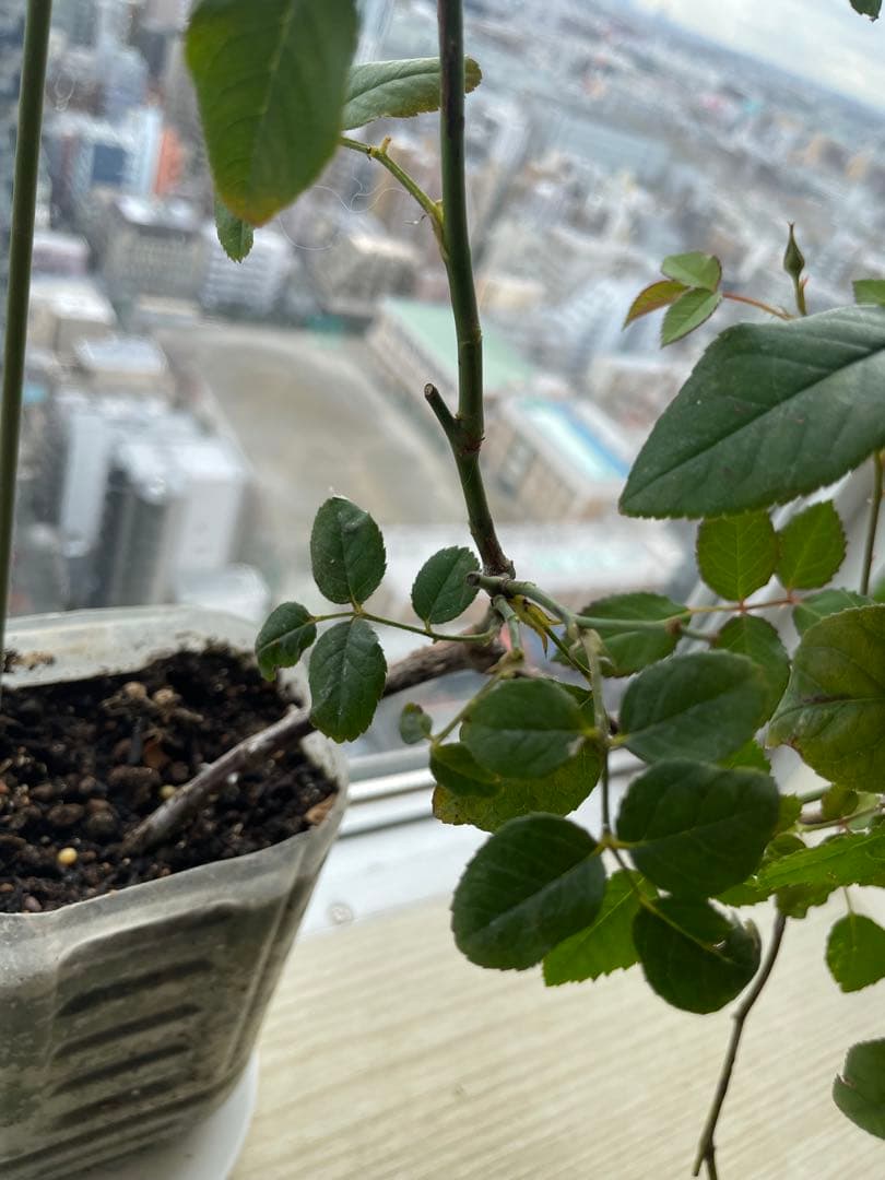 セール❣️激レア！ラスト！蕾付き❣️超強健強香！いつも心を揺さぶられる美しい和バラ苗