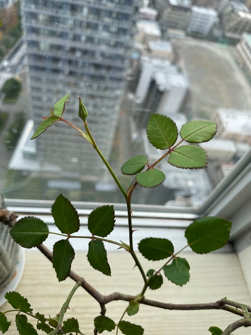 セール❣️激レア！ラスト！蕾付き❣️超強健強香！いつも心を揺さぶられる美しい和バラ苗