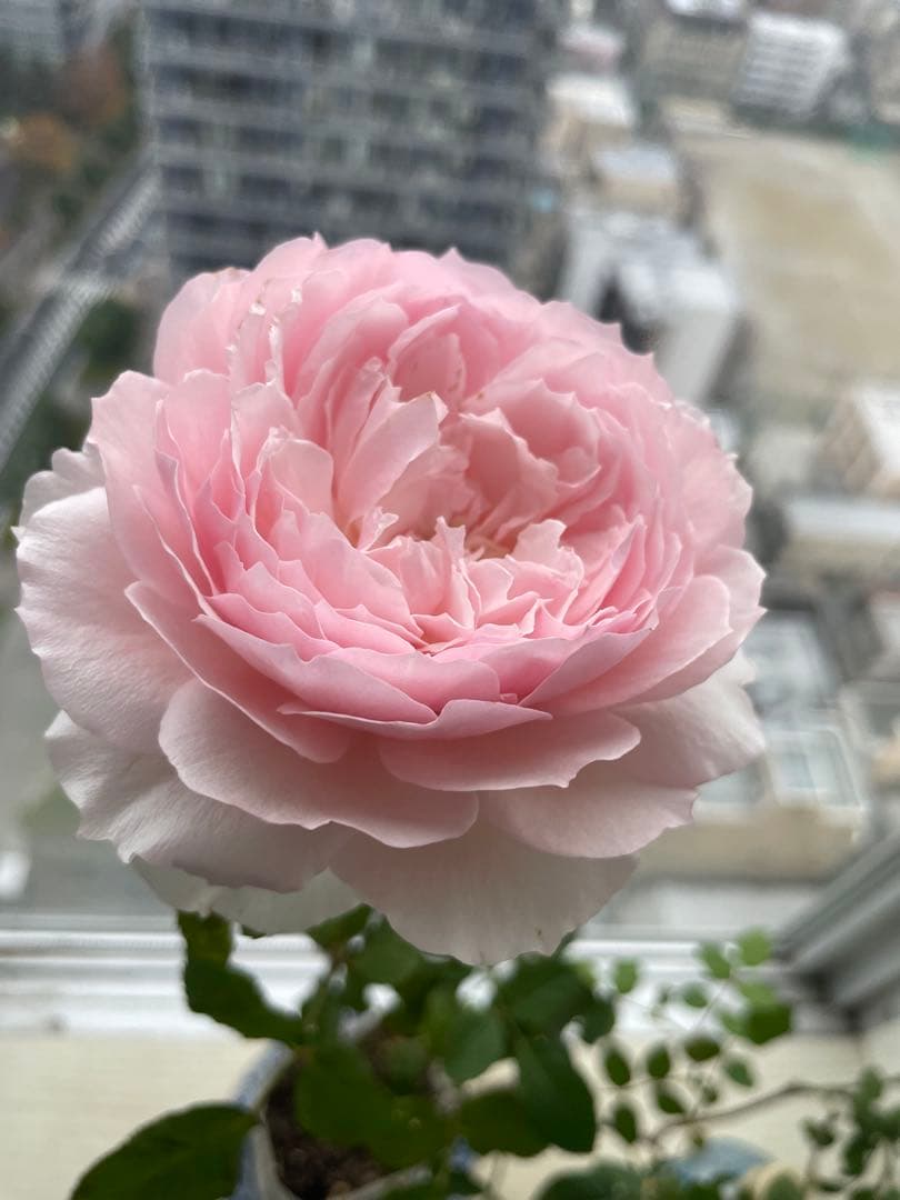 セール❣️激レア！ラスト！蕾付き❣️超強健強香！いつも心を揺さぶられる美しい和バラ苗