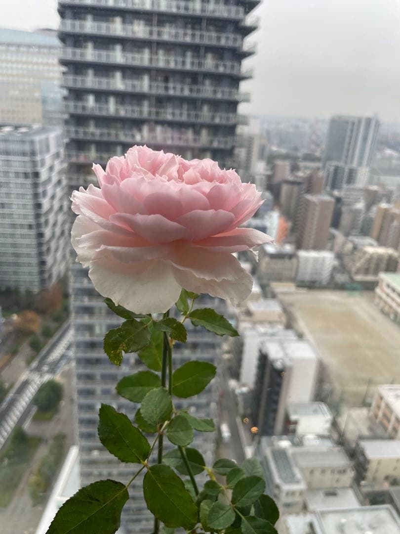 セール❣️激レア！ラスト！蕾付き❣️超強健強香！いつも心を揺さぶられる美しい和バラ苗