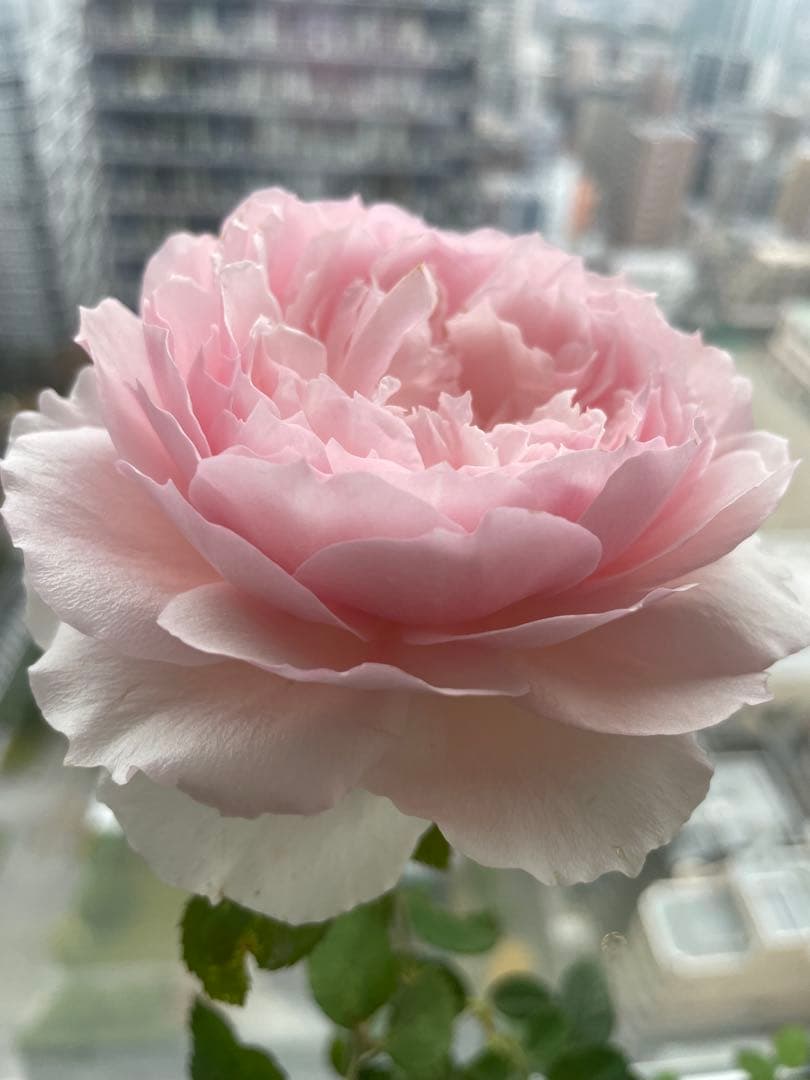 セール❣️激レア！ラスト！蕾付き❣️超強健強香！いつも心を揺さぶられる美しい和バラ苗