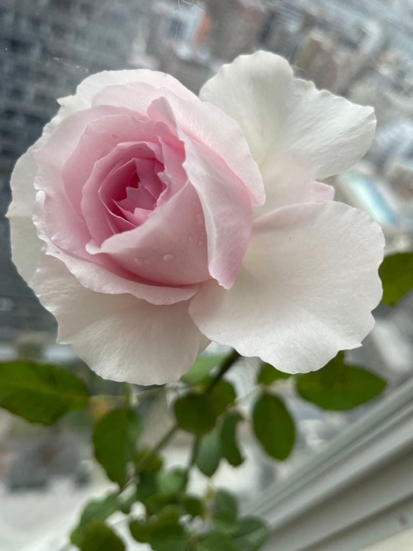 セール❣️激レア！ラスト！蕾付き❣️超強健強香！いつも心を揺さぶられる美しい和バラ苗