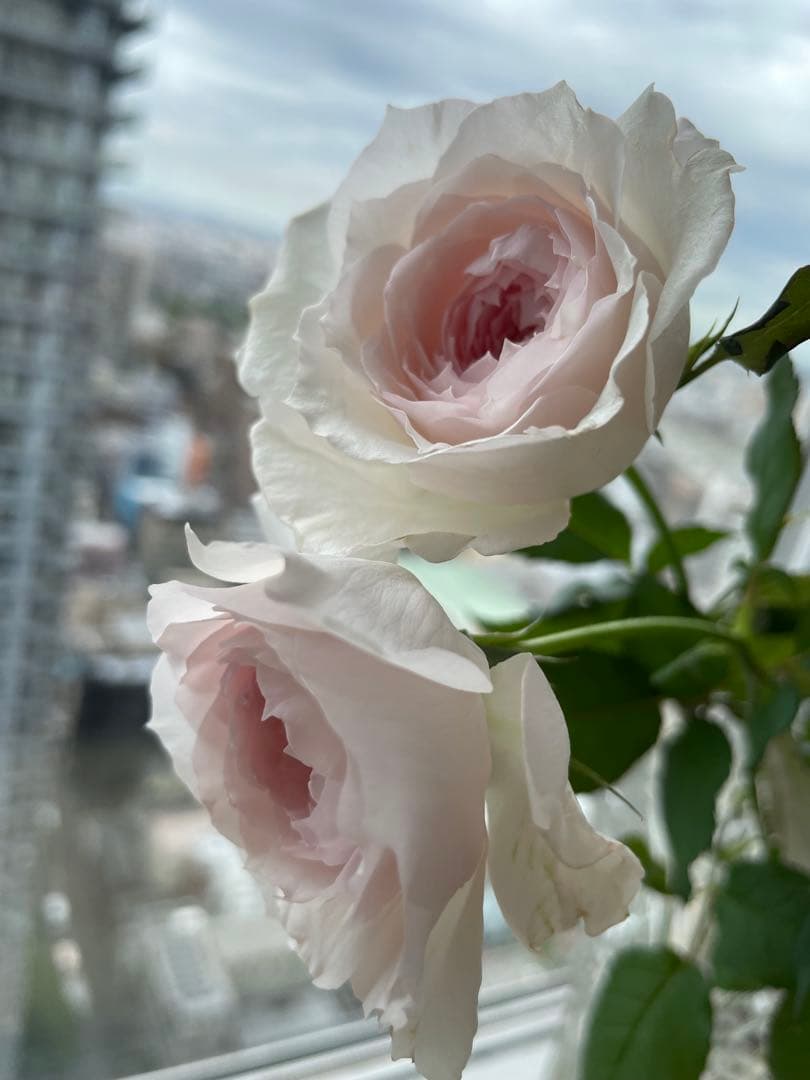 セール❣️激レア！ラスト！蕾付き❣️超強健強香！いつも心を揺さぶられる美しい和バラ苗