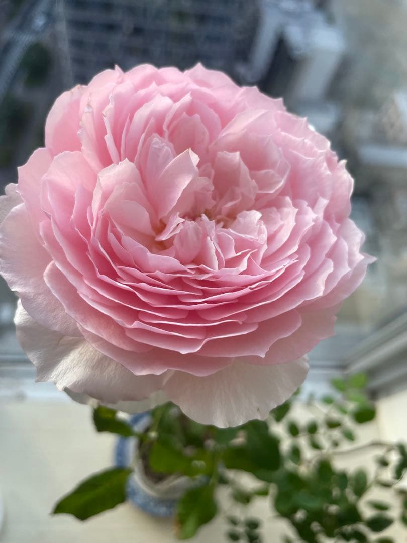 セール❣️激レア！ラスト！蕾付き❣️超強健強香！いつも心を揺さぶられる美しい和バラ苗