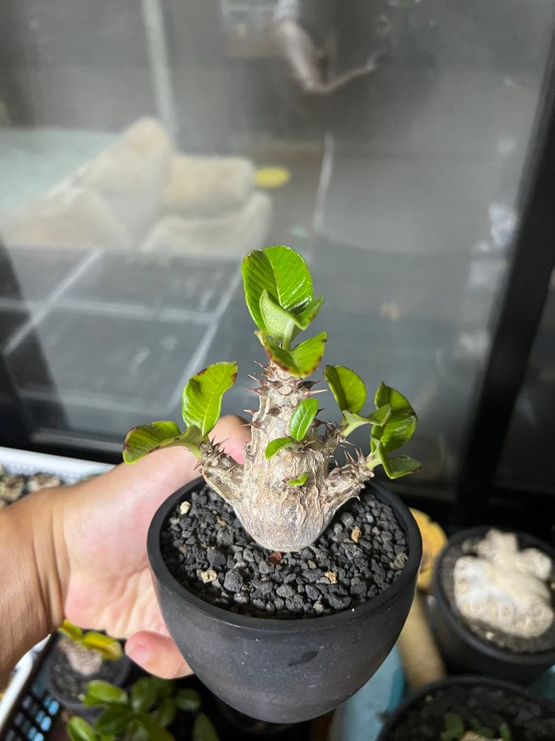 パキポディウム ウィンゾリー 実生株