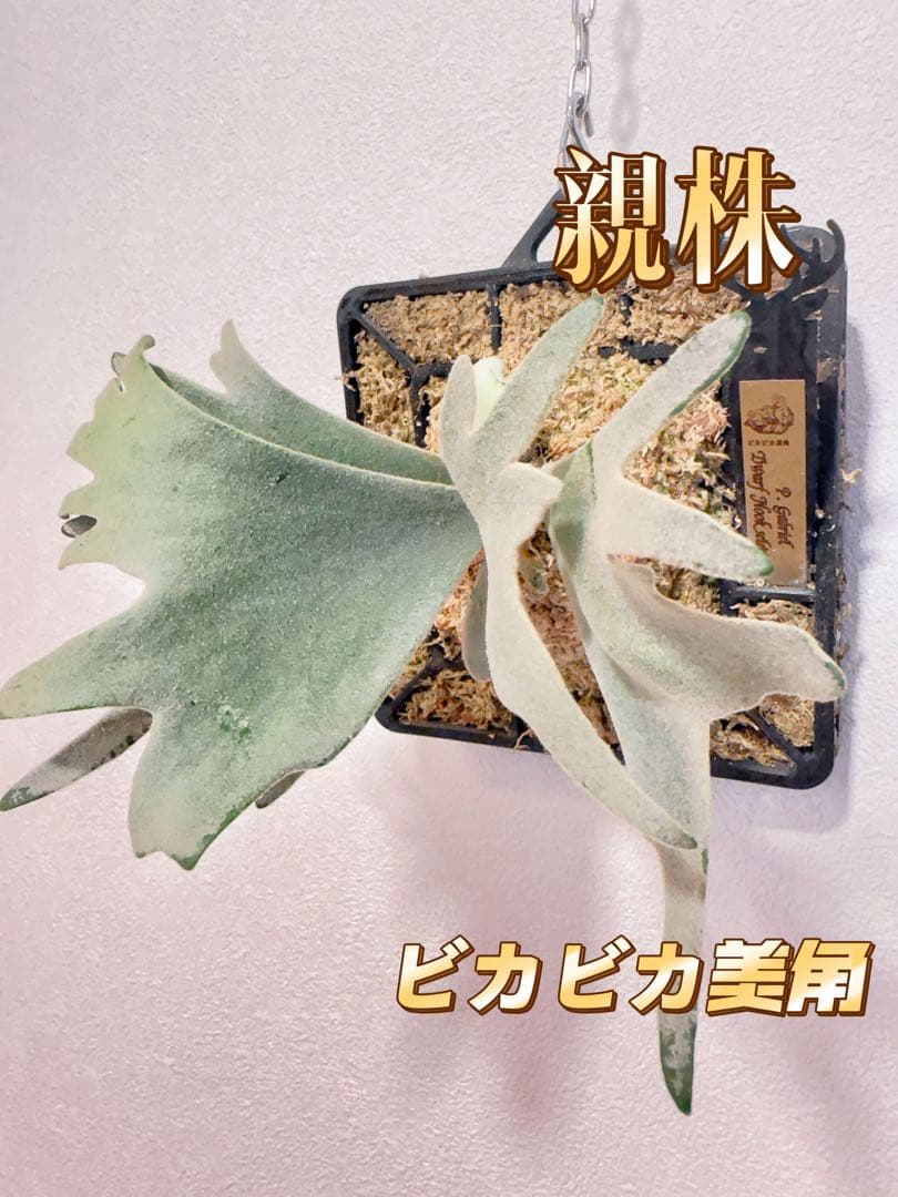 _　ビカクシダP. Gabriel子株