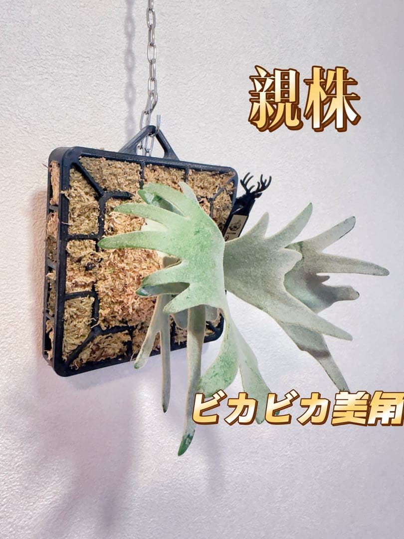 _　ビカクシダP. Gabriel子株