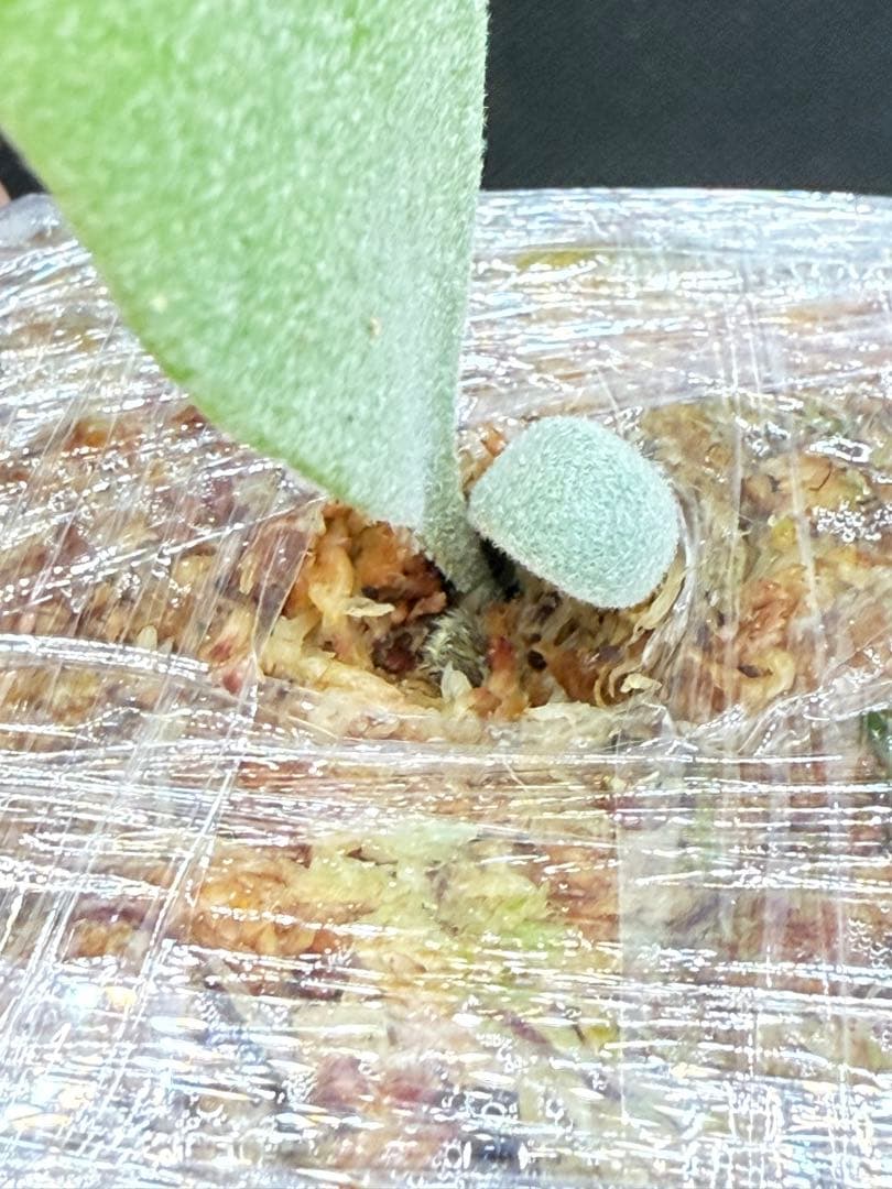 _　ビカクシダP. Gabriel子株