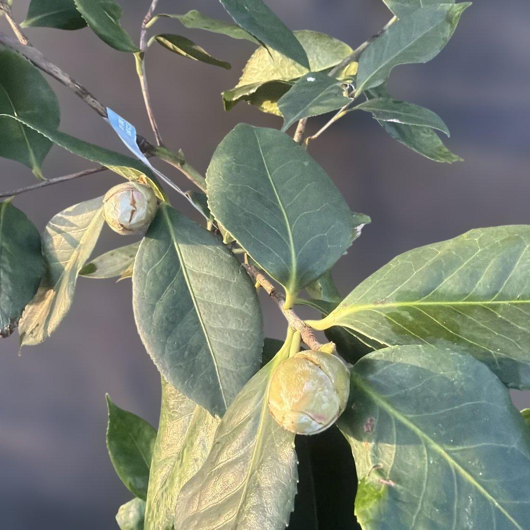 レイジェントリー