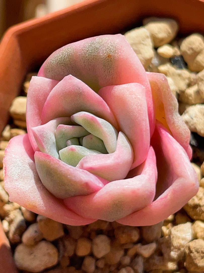 ラブリーローズ錦 単頭 虹斑入り レア 多肉植物 エケベリア 超美斑入り