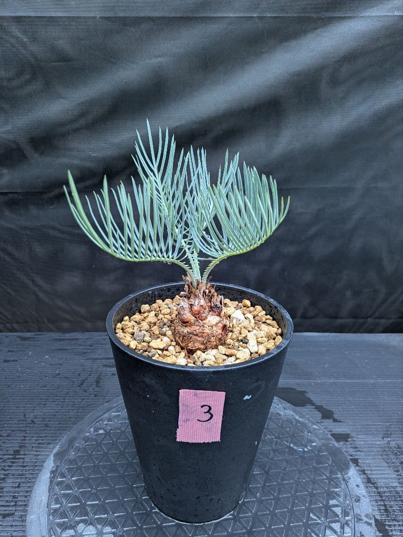 3 サイカス カイルンシアナ コレクション株 オススメ サイカス・カイルンシアナ | trigger