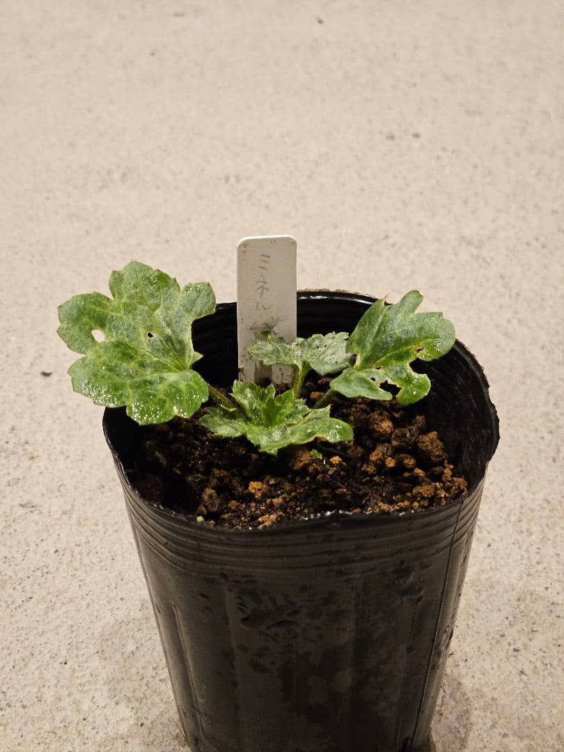 ラナンキュラスラックス　セット☆☆