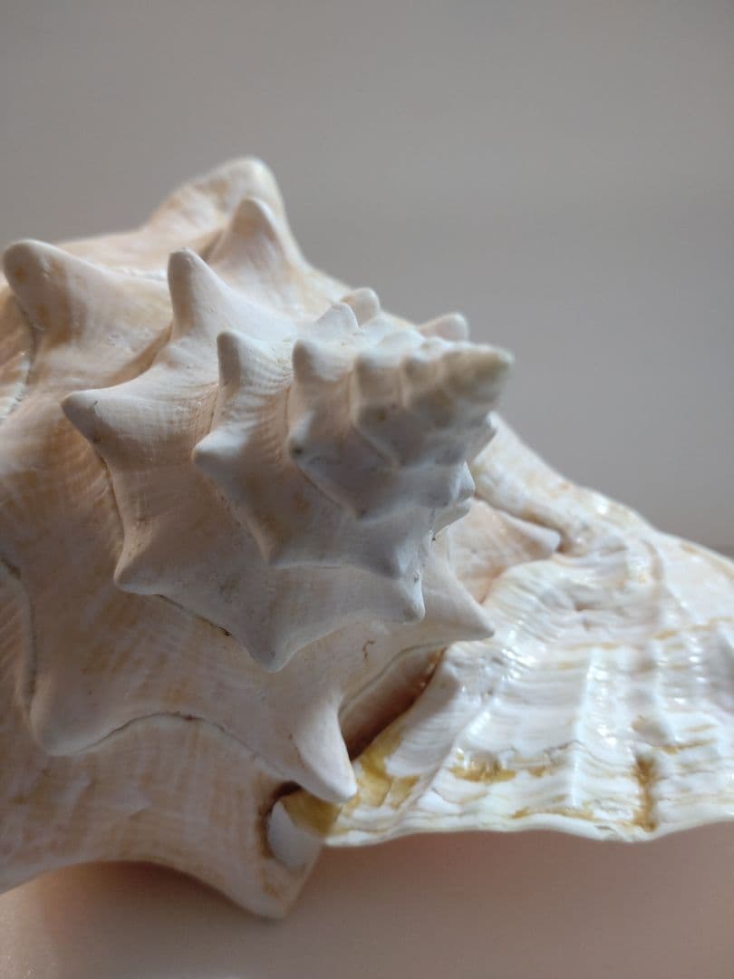 [希少、特大］クインコーコンクシェル　ピンク貝　約1.25kg 　貝