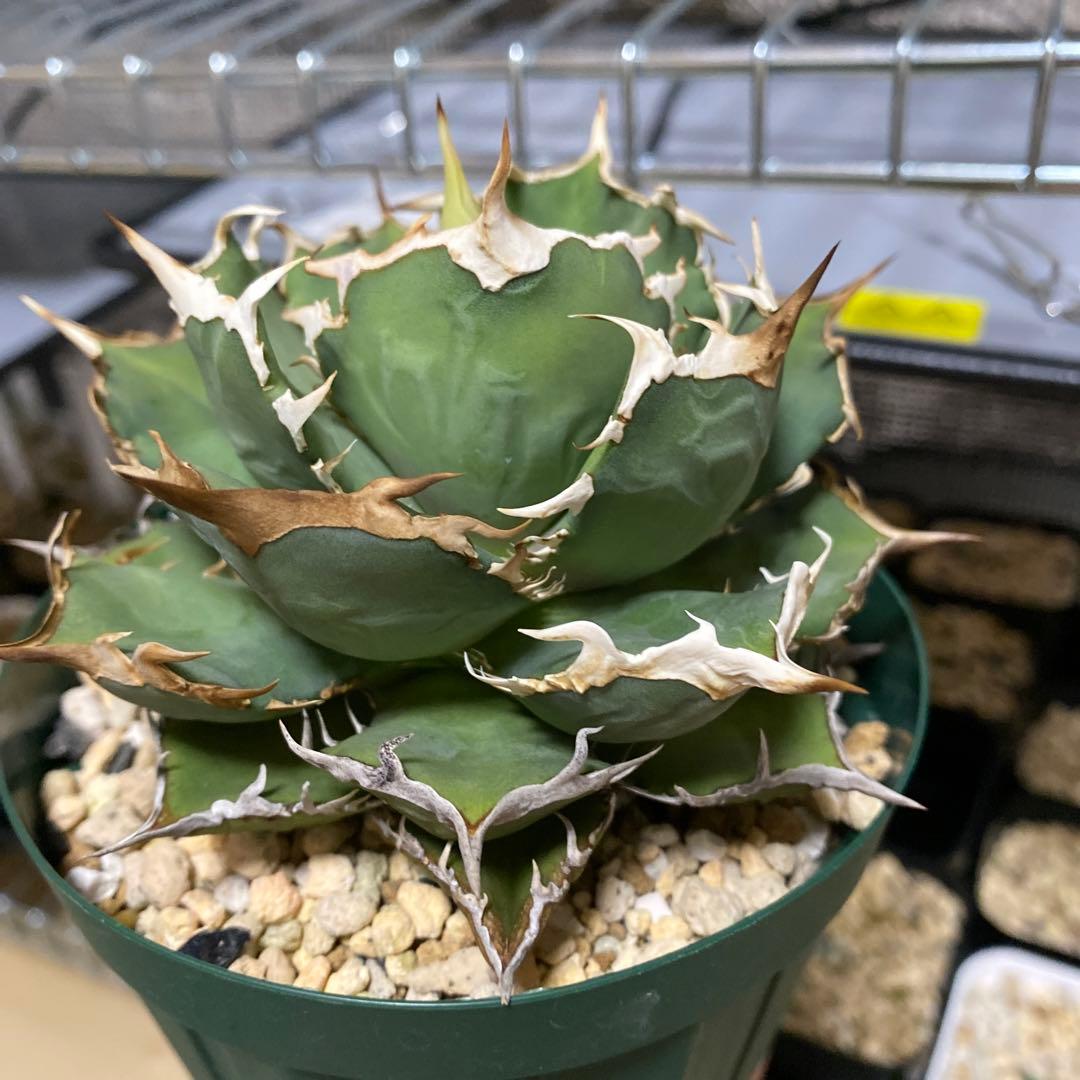 親株】アガベ チタノタ 烈焔 - メルカリ