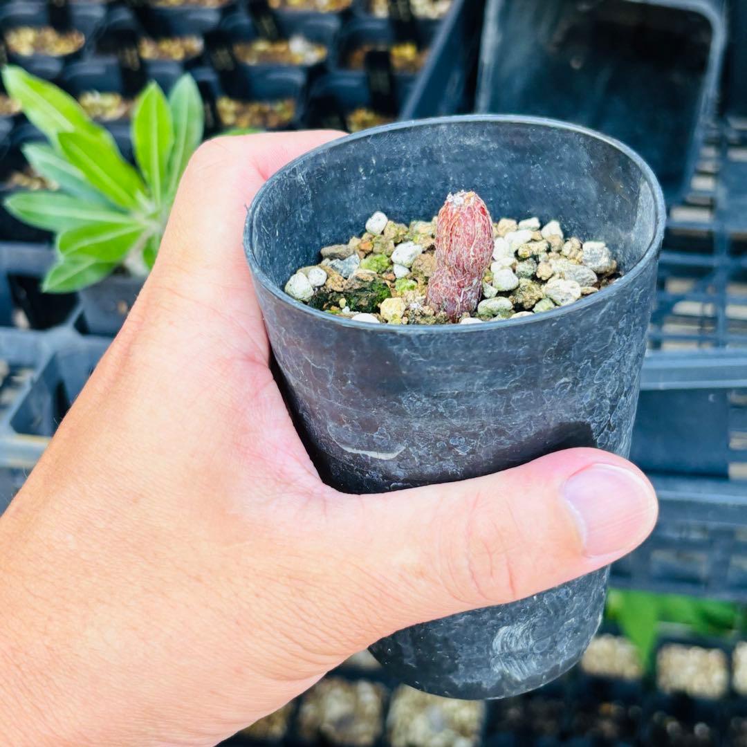 |꒳`*ᔨ﻿ぁずぃる