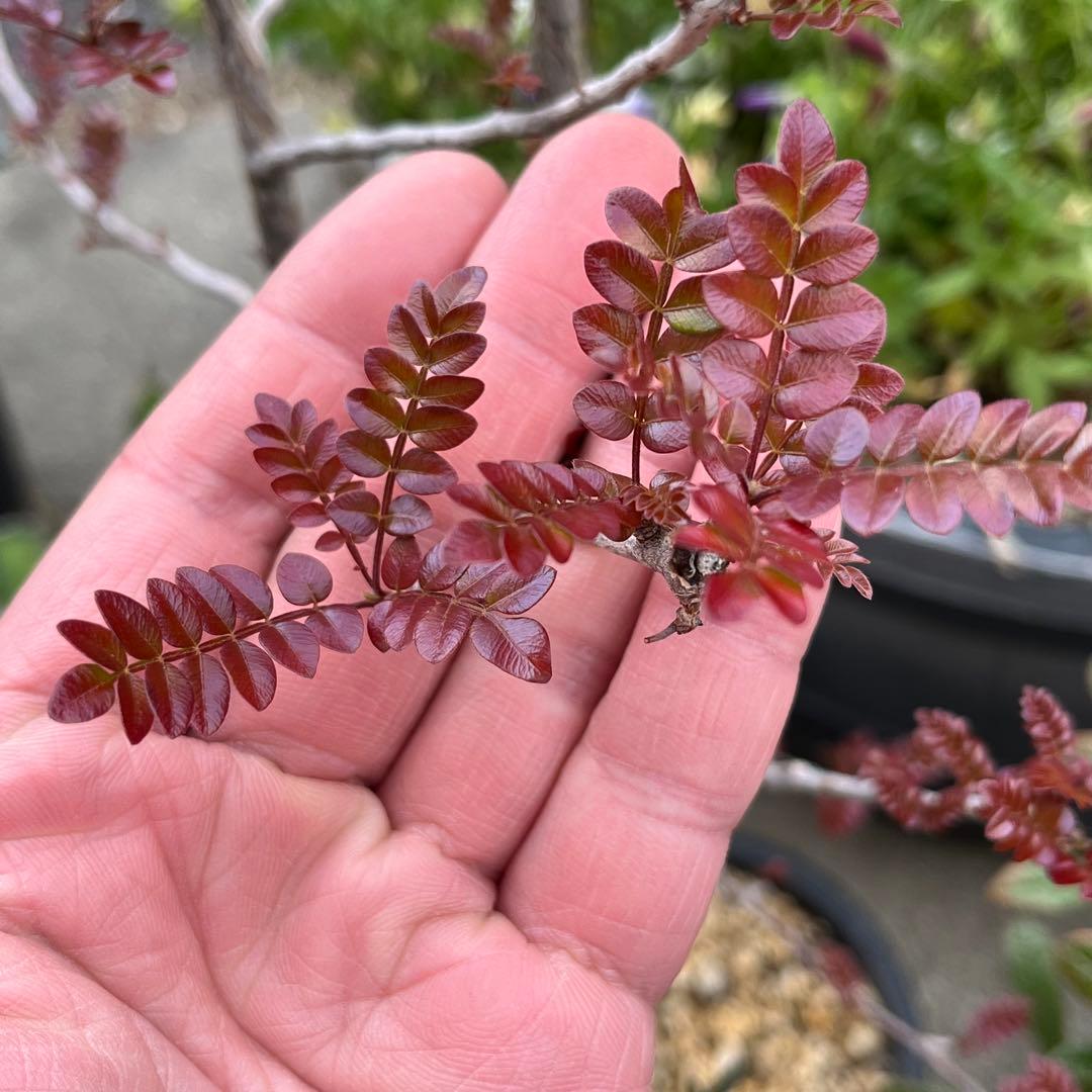 |꒳`*ᔨ﻿ぁずぃる