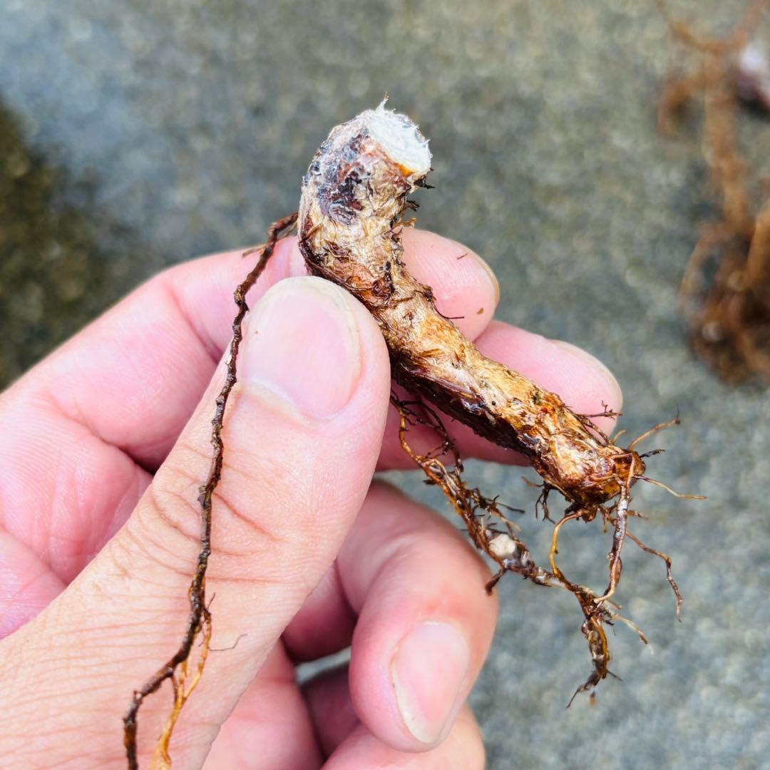 |꒳`*ᔨ﻿ぁずぃる