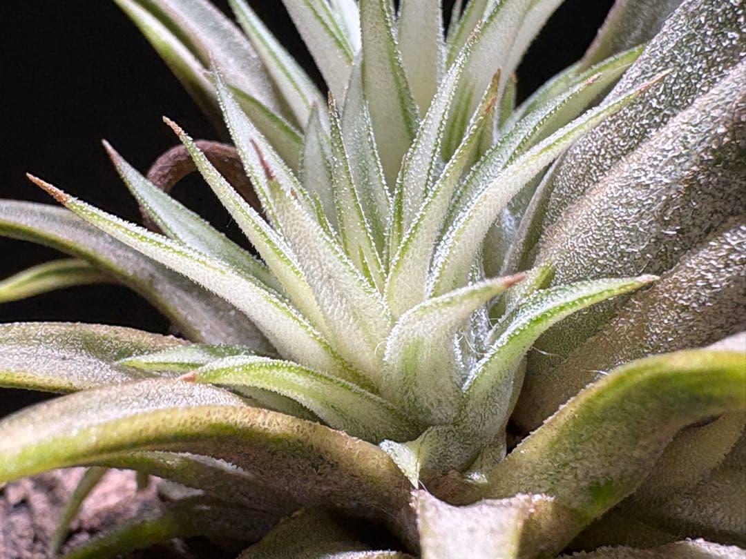 ティランジア イオナンタ メディオピクタ / チランジア エアプランツ 超レア