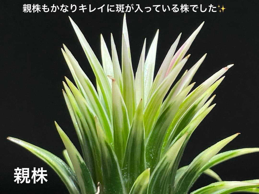 ティランジア イオナンタ メディオピクタ / チランジア エアプランツ 超レア