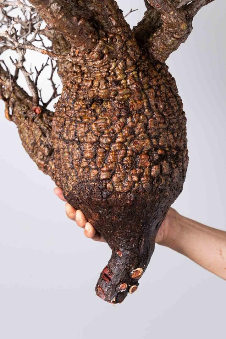 LP87 オペルクリカリア パキプス コーデックス ベアルート株