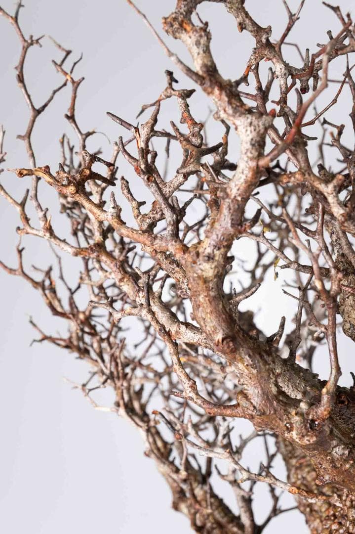 LP87 オペルクリカリア パキプス コーデックス ベアルート株