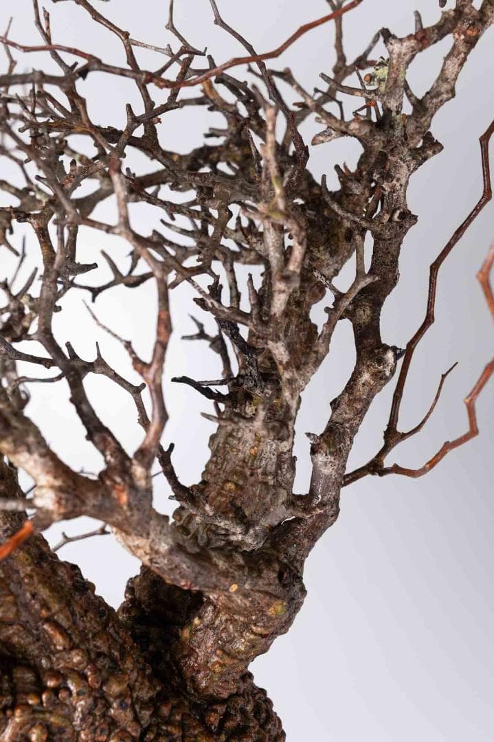 LP87 オペルクリカリア パキプス コーデックス ベアルート株