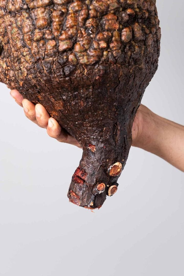 LP87 オペルクリカリア パキプス コーデックス ベアルート株